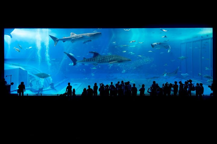 The Kuroshio Sea, the main tank of the Okinawa Churaumi Aquarium.